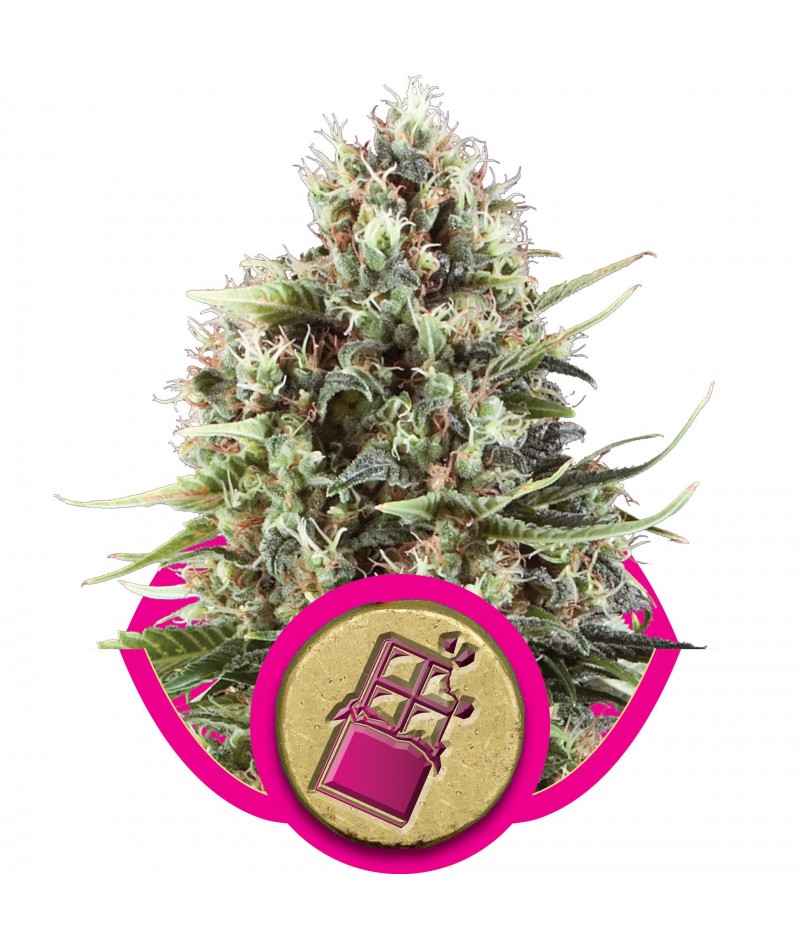 CHOCOLATE HAZE  FEMMINIZZATI